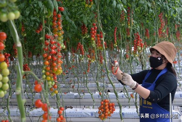 分享几个种植小方法，生根壮苗又增产，种啥效果也挺好