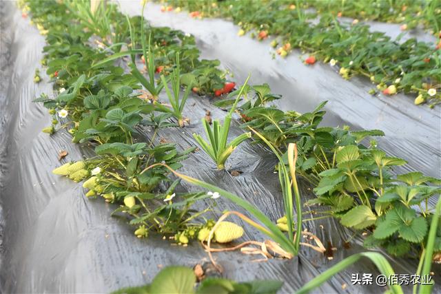 农村小伙种植大棚草莓，无土栽培有潜力，套种大蒜能防病？