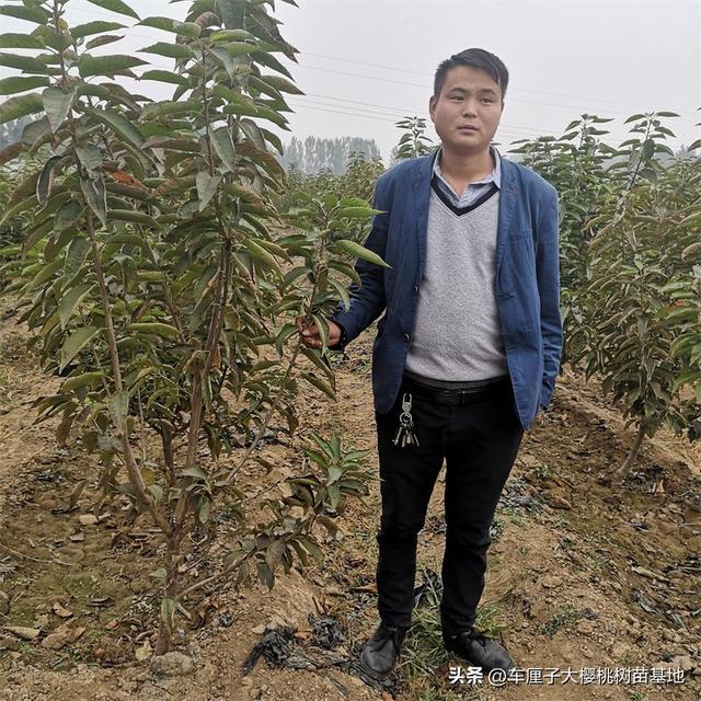 俄罗斯八号樱桃苗：抗寒能力强，北方种植首选