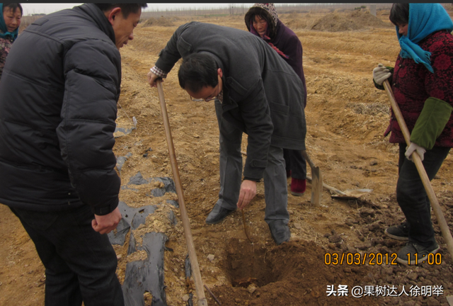 一年之计在于春，春天如何科学栽植桃树，这些技术关键要学会