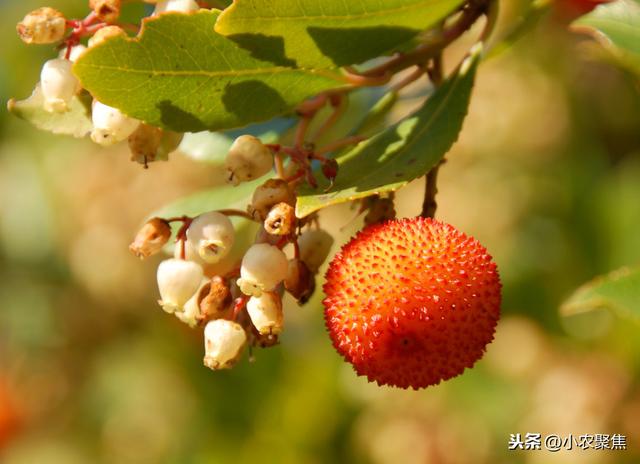 杨梅是亚热带经济树种，种植有技巧，生态高效栽培技术