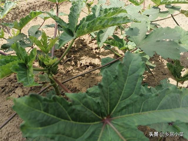 树荫下适合种植什么蔬菜？多种叶菜、果菜，看树荫下光照情况择种