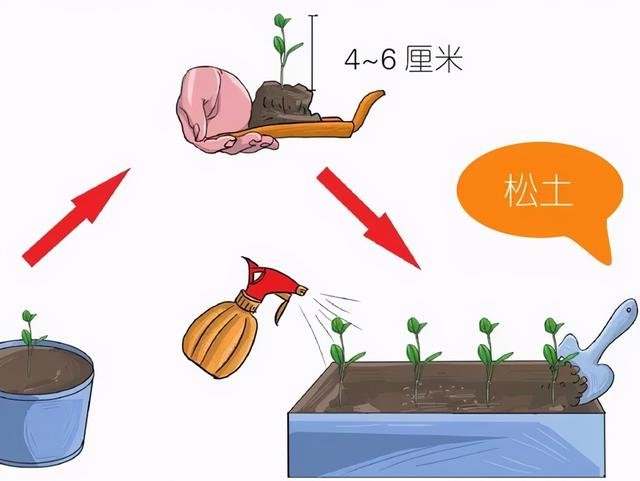 阳台上栽的那盆牛至，是邻家70岁“小姐姐”保持年轻的小秘方