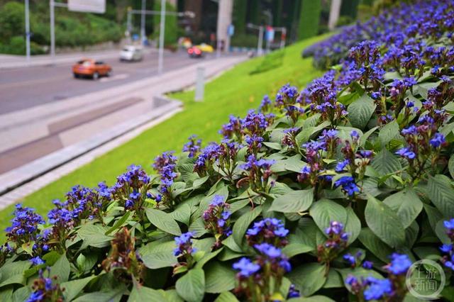 山城又添新“花样” 重庆城市绿化首次种植喜花草