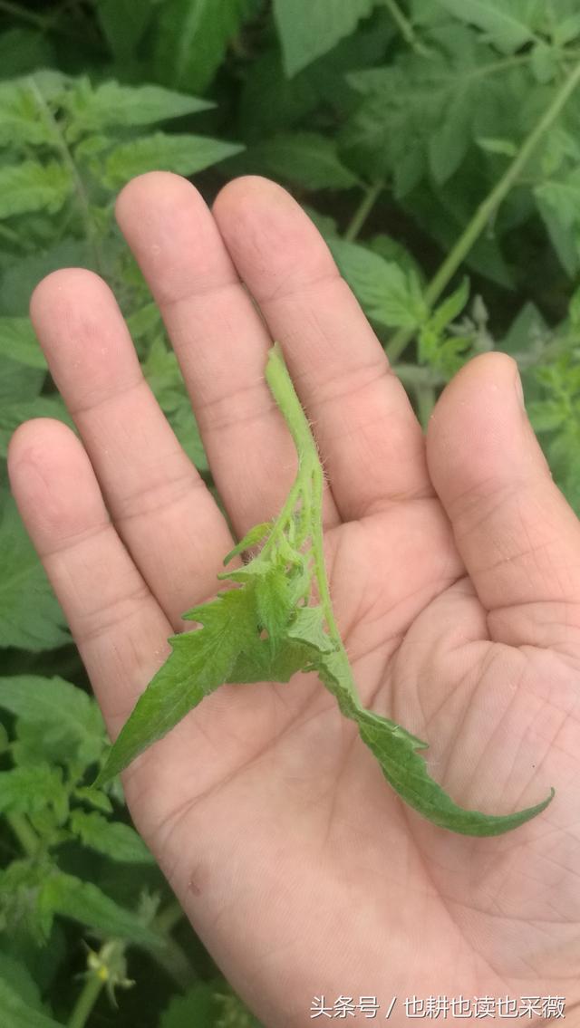 六年城市种植达人教你：西红柿这样留枝打叉，保证结的又大又圆！