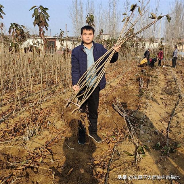 俄罗斯八号樱桃苗：抗寒能力强，北方种植首选