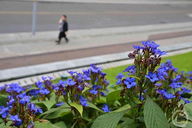 山城又添新“花样” 重庆城市绿化首次种植喜花草