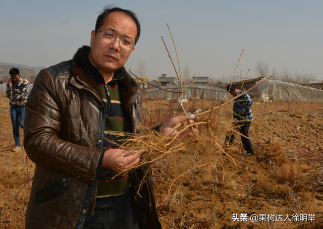 一年之计在于春，春天如何科学栽植桃树，这些技术关键要学会