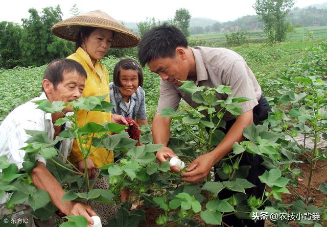 棉花高产有技巧，用好这些播种管理方法，出苗齐、棉桃多、易增产