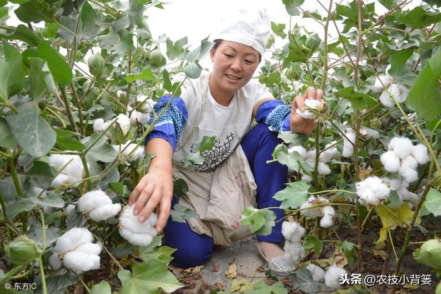 棉花高产有技巧，用好这些播种管理方法，出苗齐、棉桃多、易增产