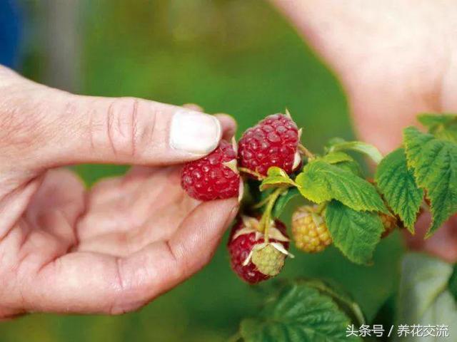 做好这10点，就能在阳台上种出吃不完的覆盆子浆果了