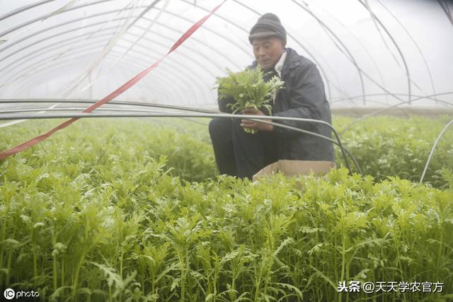 掌握这4个要点，种出高产茼蒿！好收成不是梦