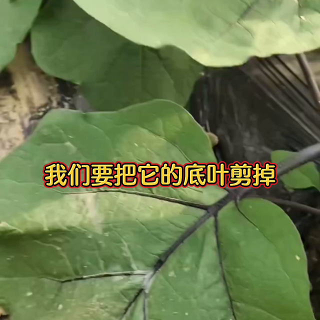 茄子高产需要注意的五个要点@抖音短视频