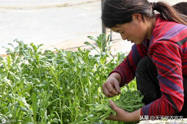 掌握这4个要点，种出高产茼蒿！好收成不是梦