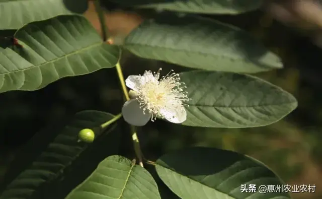 省农科院果树研究所教你番石榴优质高产种植技术