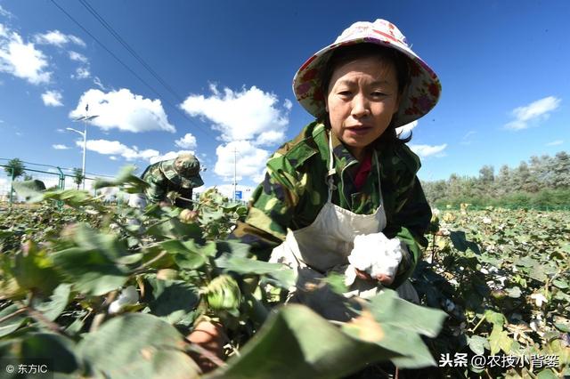 棉花高产有技巧，用好这些播种管理方法，出苗齐、棉桃多、易增产