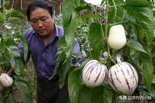 “生命火种”人参果种植技术