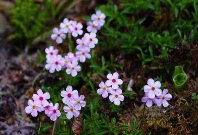 农村老人说在野外，有种每天坐着“莲花椅”的花儿，遇到要珍惜