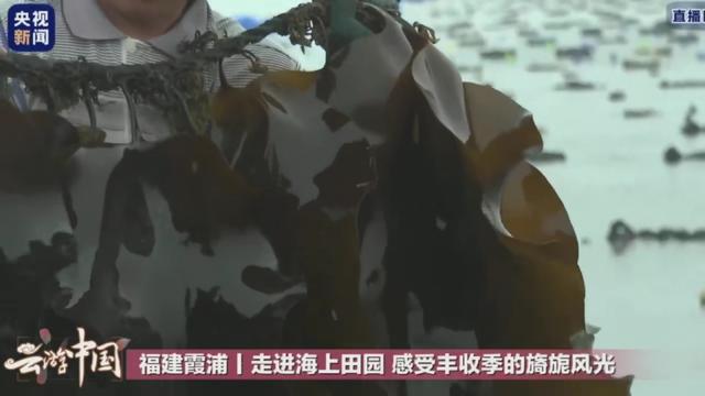 厉害了：祖传没有亏过的海带，原来是这样种出来的，涨知识了！