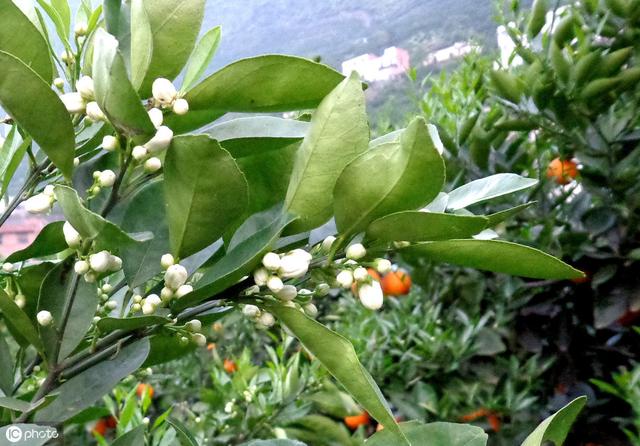 脐橙种植持续丰产，4个生长期管理很关键，你也能学会