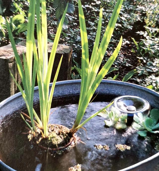 阳台上也能养水生植物，它们安然地在“微型池塘”里生长