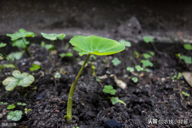 芋头种植管理有讲究，用好以下这10条，后期产量增加可不少