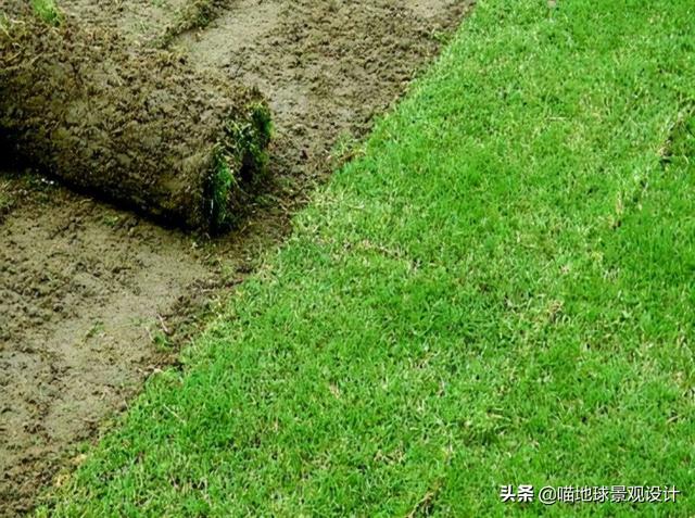 20种适合山东地区种植的草坪及地被植物