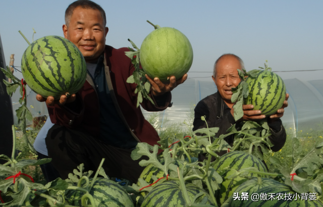 西瓜如何种植才能又大又甜又早上市？