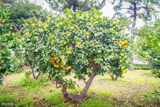 脐橙种植持续丰产，4个生长期管理很关键，你也能学会