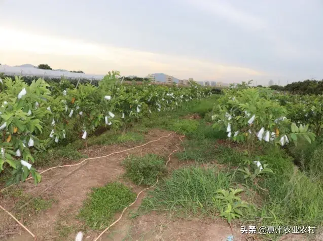 省农科院果树研究所教你番石榴优质高产种植技术