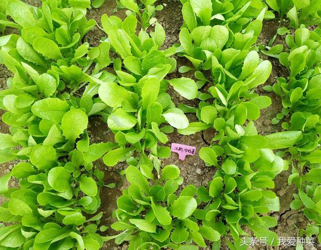 最详细的叶菜种植全过程，种菜小白看完再也没有疑问