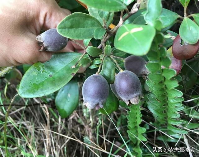 山中一种野果，人称“山捻子”，一点不起眼却价值高