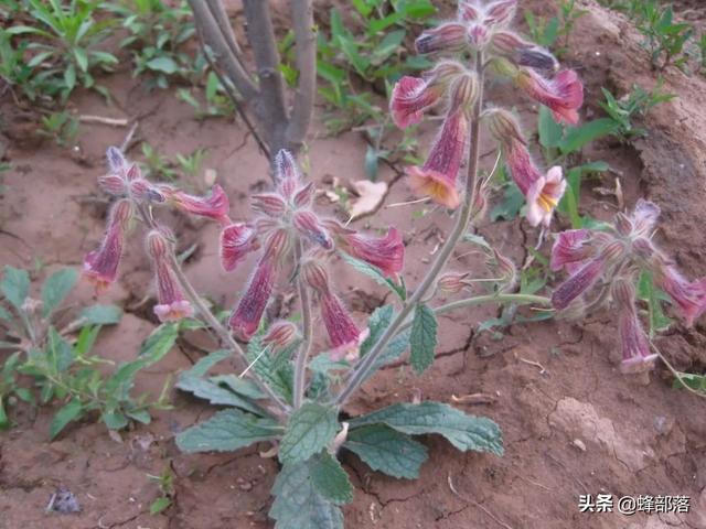 在农村，种植项目怎么选？这5种药材种植产量高，市场广，值得干