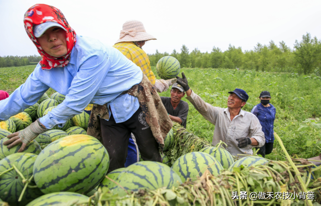 西瓜如何种植才能又大又甜又早上市？