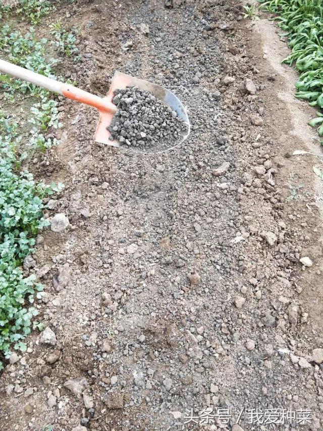 最详细的叶菜种植全过程，种菜小白看完再也没有疑问