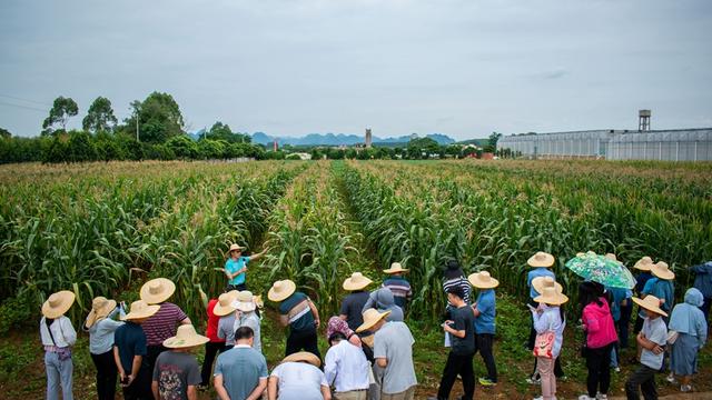 2023年全区大豆玉米带状复合种植现场观摩培训班在南宁举办