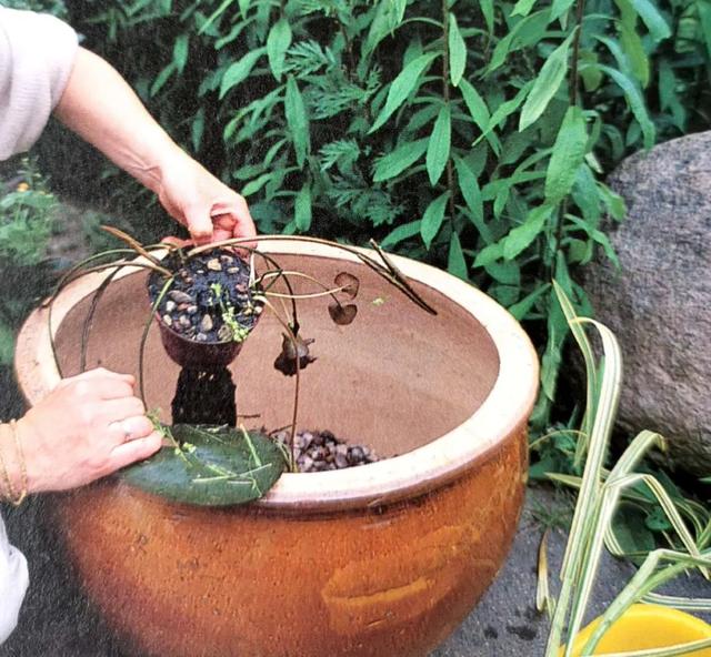 阳台上也能养水生植物，它们安然地在“微型池塘”里生长