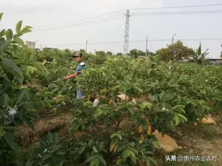 省农科院果树研究所教你番石榴优质高产种植技术