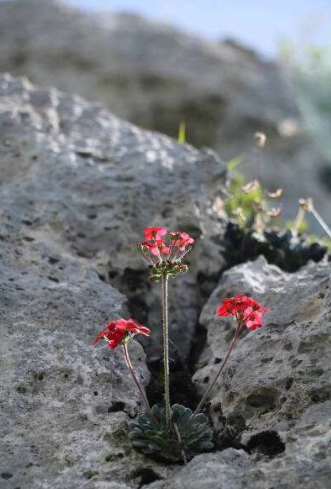 农村老人说在野外，有种每天坐着“莲花椅”的花儿，遇到要珍惜