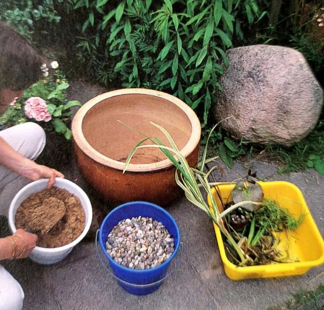 阳台上也能养水生植物，它们安然地在“微型池塘”里生长