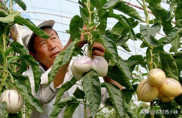 “生命火种”人参果种植技术