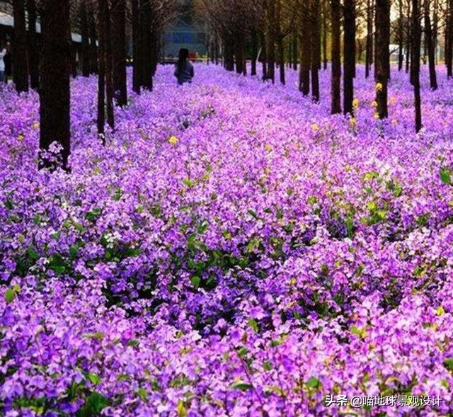 20种适合山东地区种植的草坪及地被植物