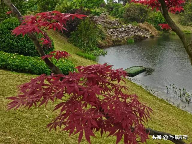 成都红枫四月花，这份推荐请收下