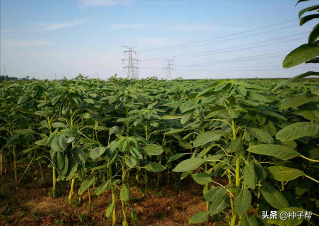 籽粒苋牧草介绍，高蛋白饲草，什么时候种？怎么种才会高产？