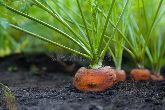 胡萝卜种植时间和方法