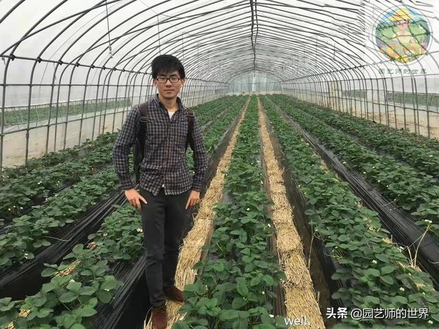 新品种高架小西瓜、网纹瓜种植技术