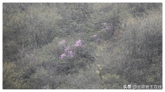 密云印象｜错过了今年密云大山里杜鹃花的花期，明年一定会再去。