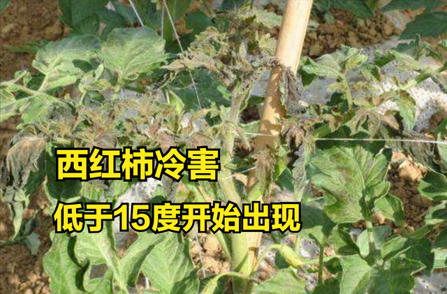 反季节种植，不同蔬菜最佳生长“温度”多少？精准数据分享