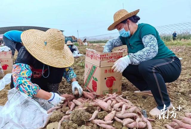 电白区霞洞镇：流转地番薯喜丰收，土特产拓宽振兴路