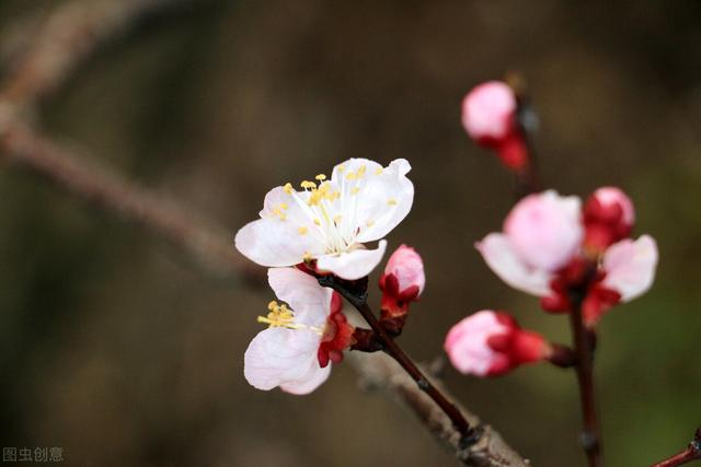 三年级下册优秀作文欣赏：《我的植物朋友》两篇，桃花红杏花白